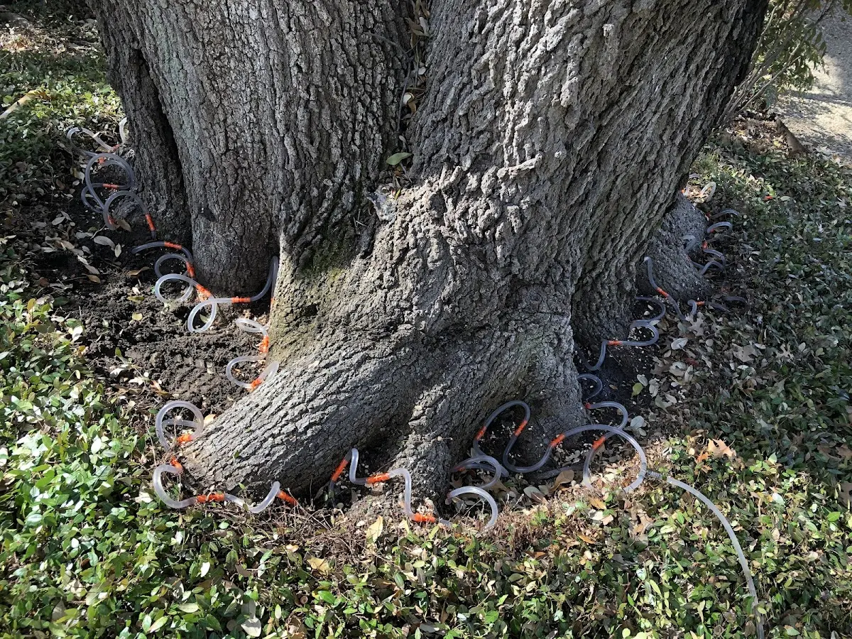 Detailed Tree Cabling and Bracing job site in Moultonborough