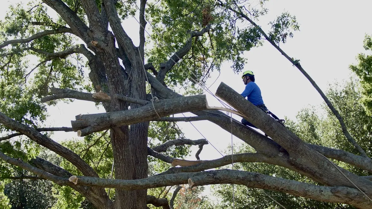 Professional Crown Thinning performed by certified arborists in Moultonborough